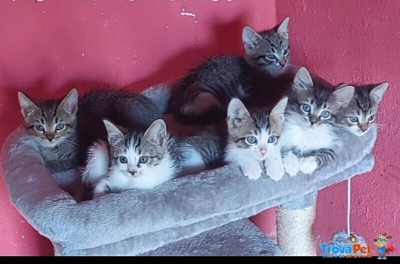 Gattini Salvati in Cerca di Adozione - Foto n. 2