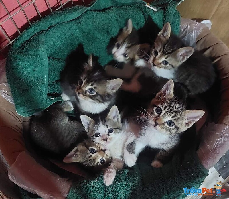 Gattini Salvati in Cerca di Adozione - Foto n. 3