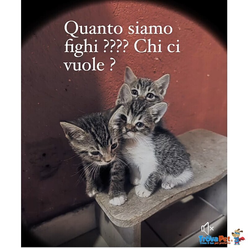 Gattini Salvati in Cerca di Adozione - Foto n. 4