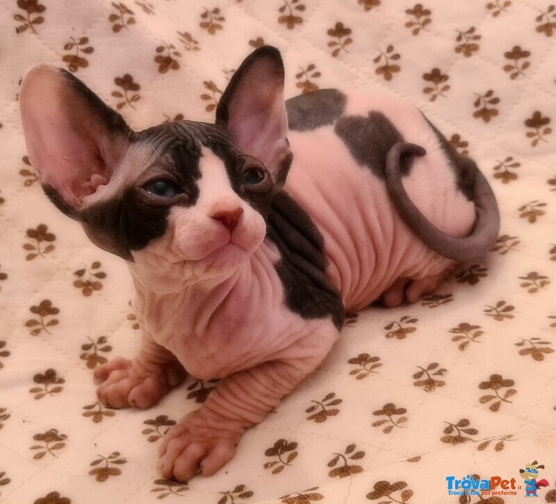 Cuccioli Sphynx Disponibili - Foto n. 1