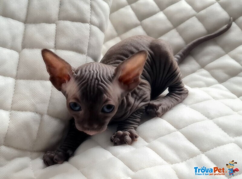 Cuccioli Sphynx Disponibili - Foto n. 2