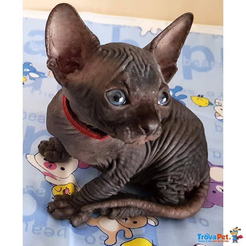 Cuccioli Sphynx Disponibili - Foto n. 3