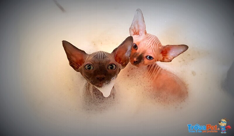 Cuccioli Sphynx Disponibili - Foto n. 4