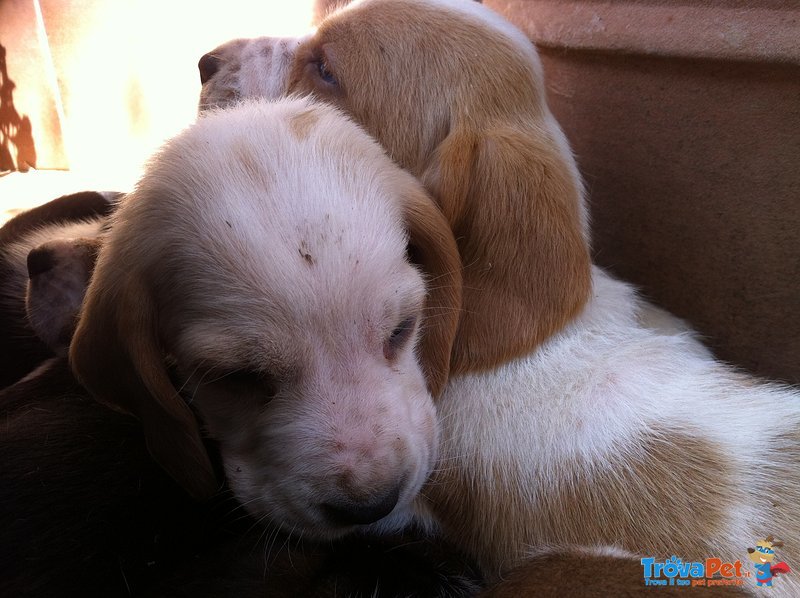 Cucciolata Bassethound - Foto n. 1