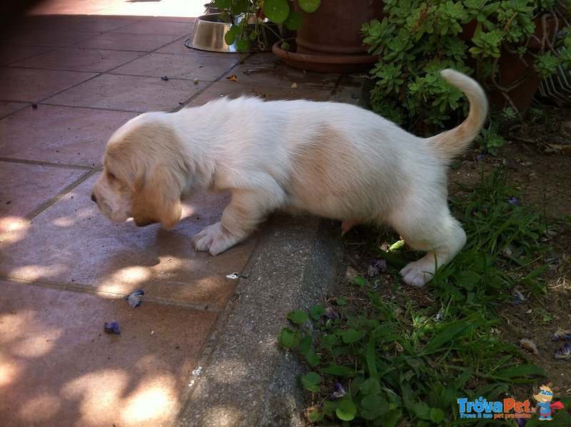 Cucciolata Bassethound - Foto n. 4