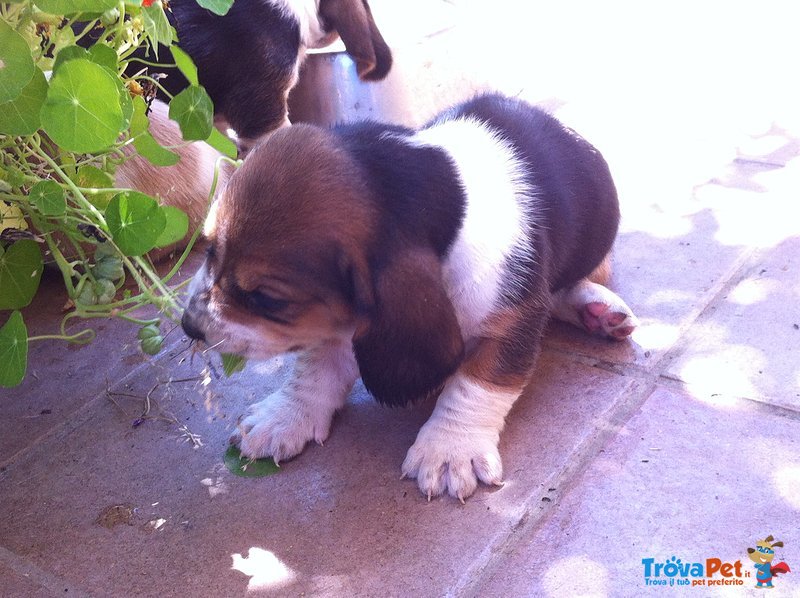 Cucciolata Bassethound - Foto n. 5