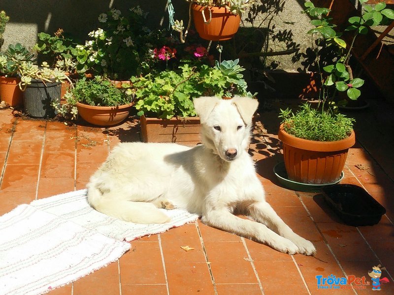 Bianca, Cucciola Sfortunata in Cerca di Felicità - Foto n. 1