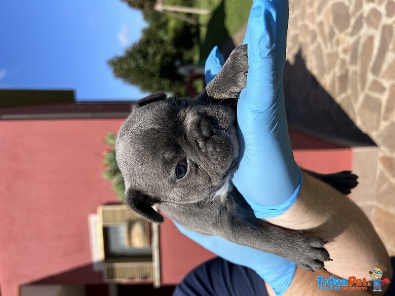 Bellissimo Cucciolo di Bulldog Francese Blu - Foto n. 1