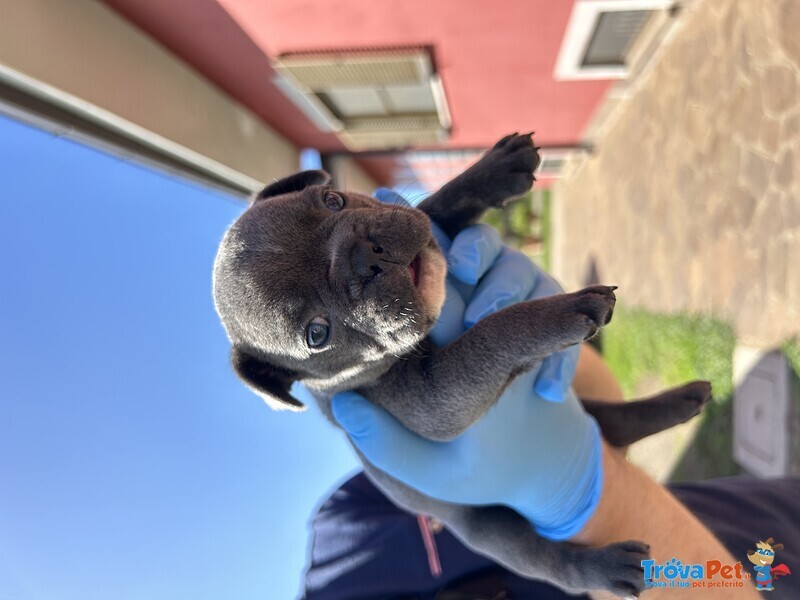 Bellissimo Cucciolo di Bulldog Francese Blu - Foto n. 4