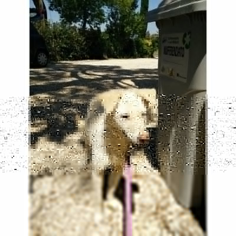 Bianca, Cucciola Sfortunata in Cerca di Felicità - Foto n. 3