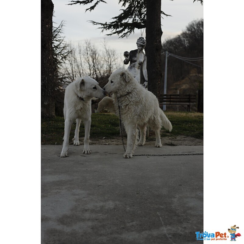 3 Cuccioli Pastore Maremmano - Foto n. 3