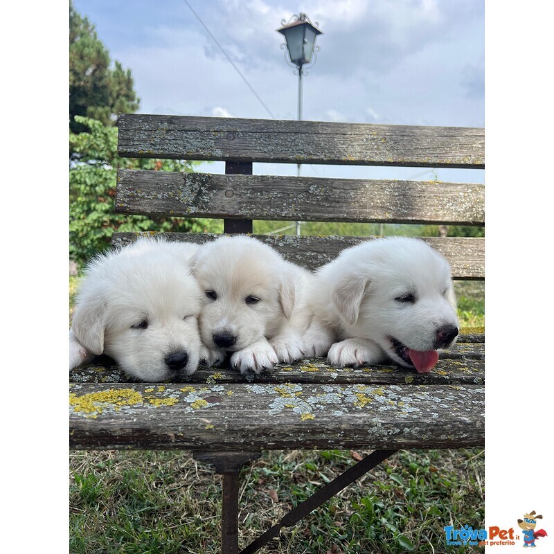3 Cuccioli Pastore Maremmano - Foto n. 4