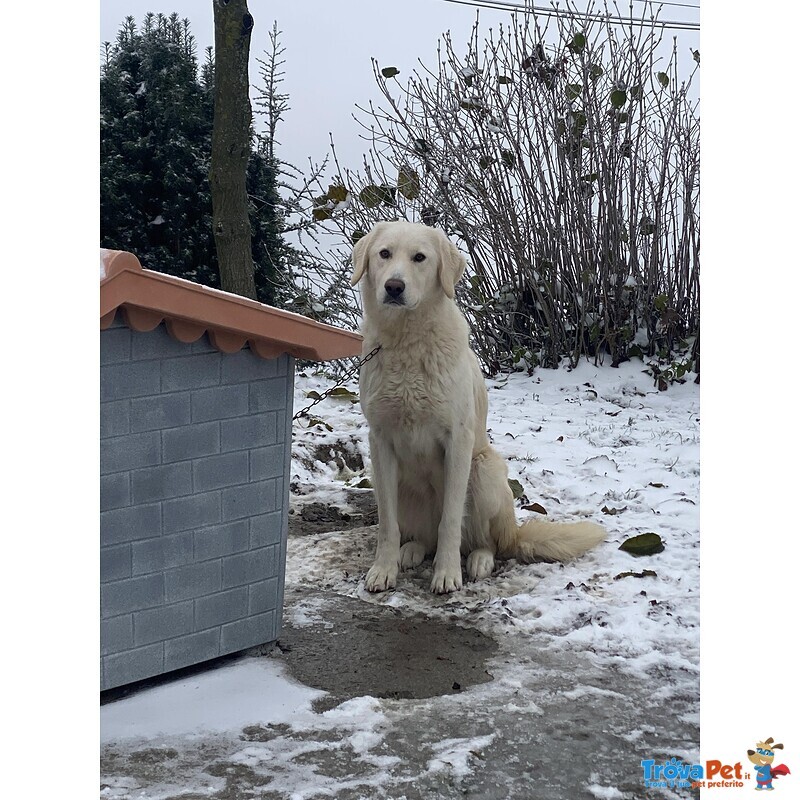 3 Cuccioli Pastore Maremmano - Foto n. 5