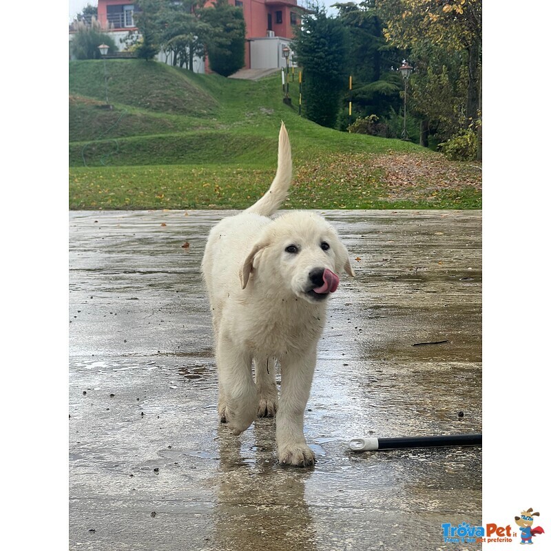 3 Cuccioli Pastore Maremmano - Foto n. 1