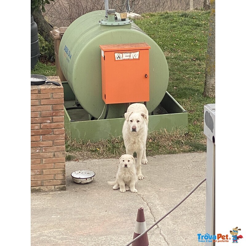 3 Cuccioli Pastore Maremmano - Foto n. 6