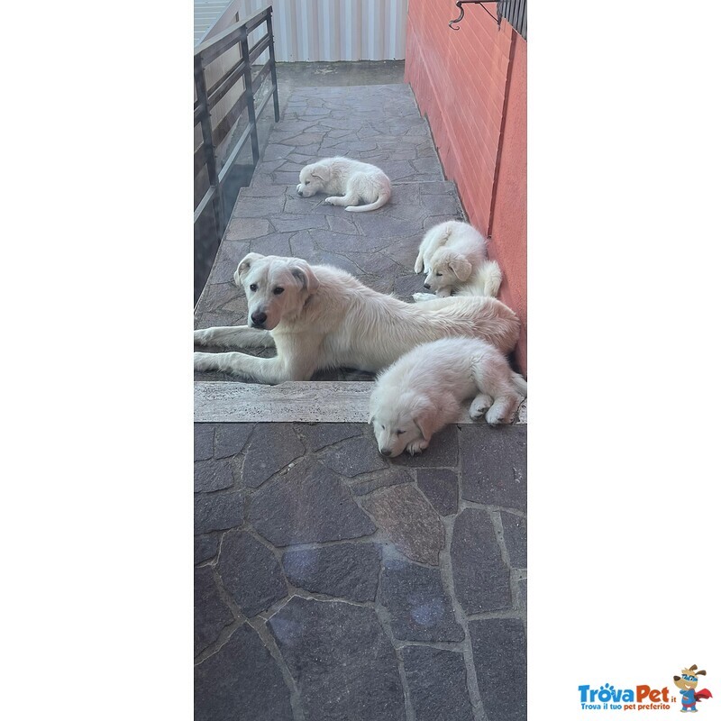 3 Cuccioli Pastore Maremmano - Foto n. 7