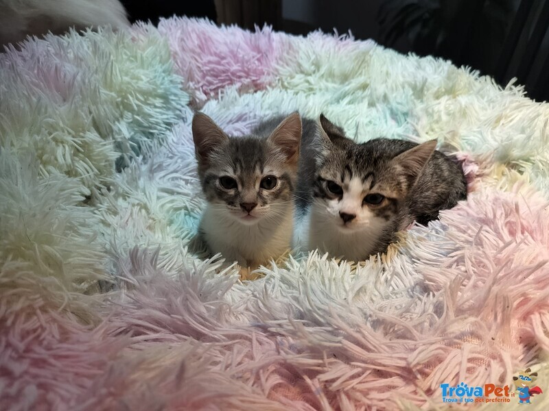 Cosmo e Wally Dolci Micini Aspettano una Famiglia - Foto n. 1