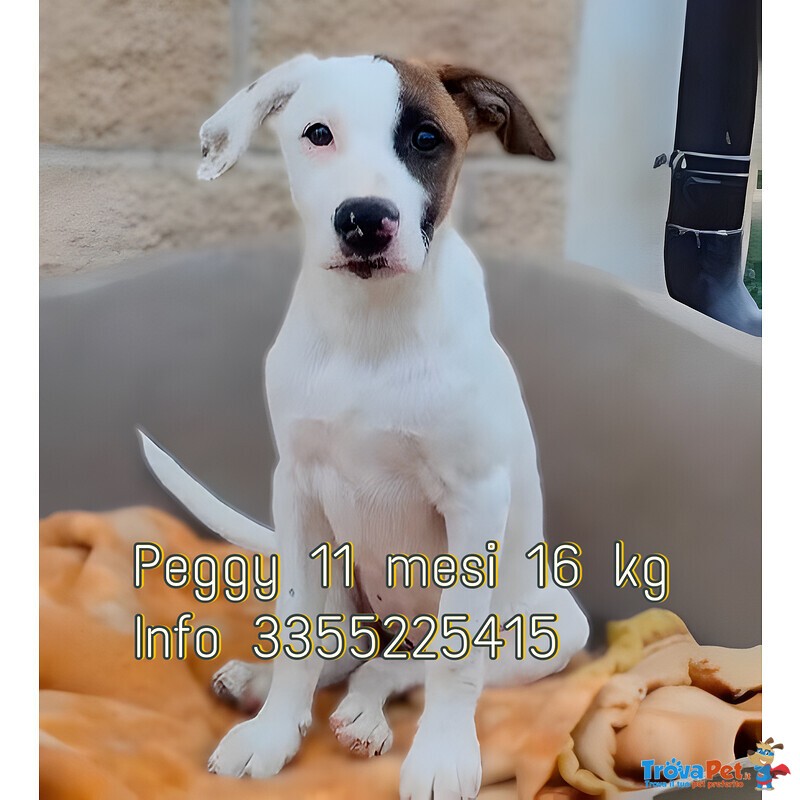 Peggy Cucciola di 11 mesi Taglia Medio Piccola Cerca Casa - Foto n. 1