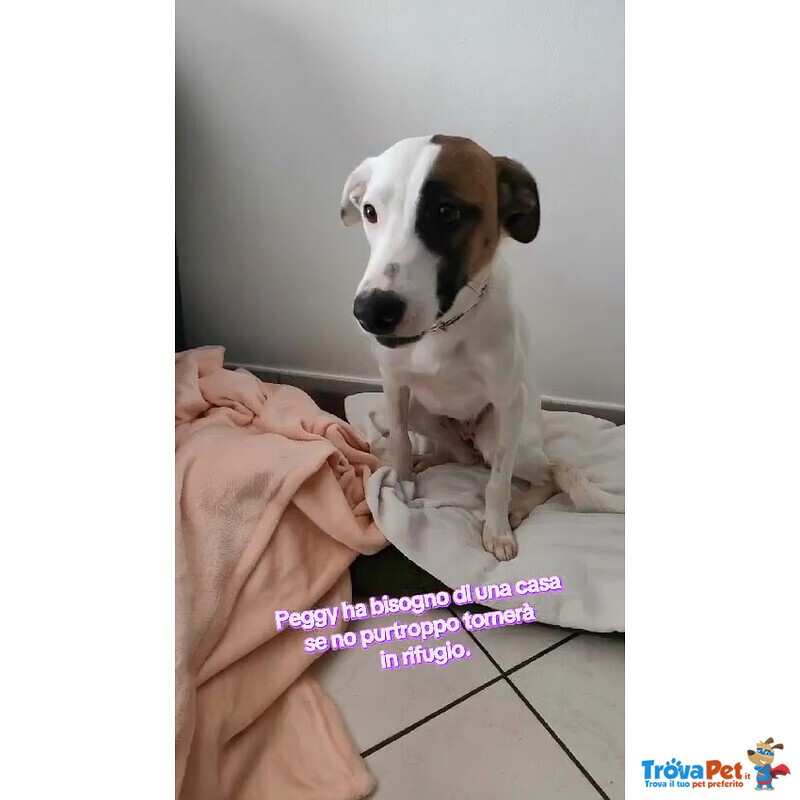 Peggy Cucciola di 11 mesi Taglia Medio Piccola Cerca Casa - Foto n. 2