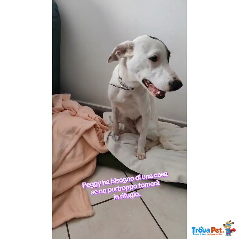 Peggy Cucciola di 11 mesi Taglia Medio Piccola Cerca Casa - Foto n. 4