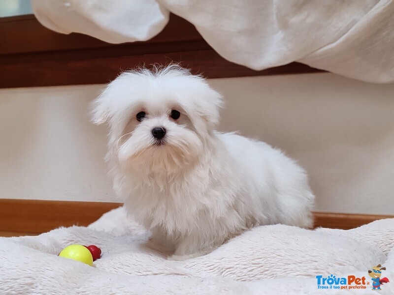 Maltese Cucciolo Italiano con Pedigree Enci - Foto n. 1