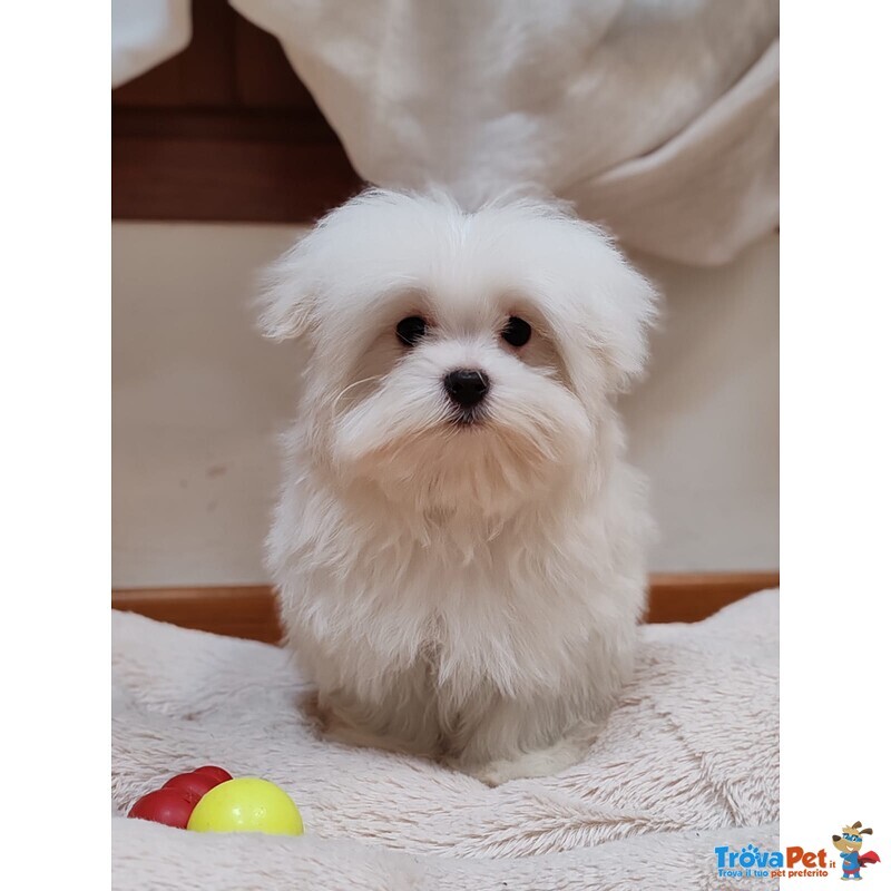 Maltese Cucciolo Italiano con Pedigree Enci - Foto n. 2