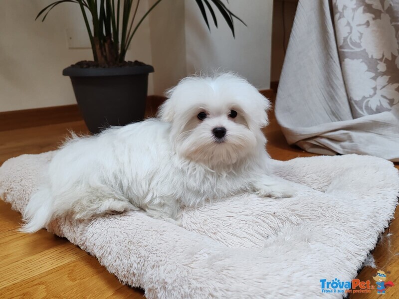 Maltese Cucciolo Italiano con Pedigree Enci - Foto n. 3
