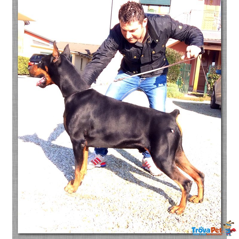 Cuccioli di Dobermann - Foto n. 2