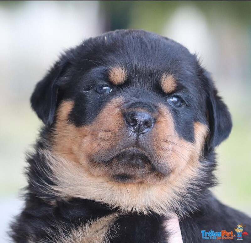 Cuccioli Rottweiler Pedigree enci Genitori Visibili - Foto n. 1