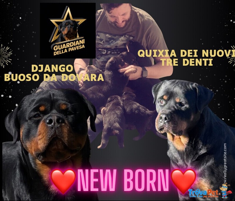 Cuccioli Rottweiler Pedigree enci Genitori Visibili - Foto n. 2