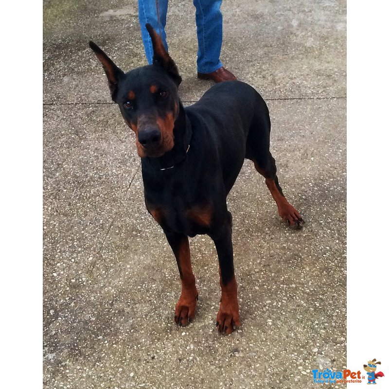 Cuccioli di Dobermann - Foto n. 3