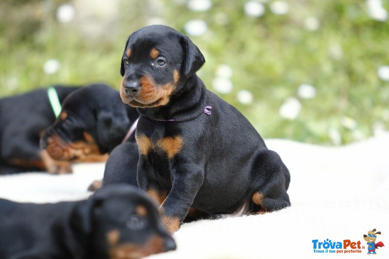 Cuccioli di Dobermann - Foto n. 4