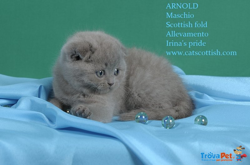 Gattini di Razza Scottish Fold - Foto n. 2