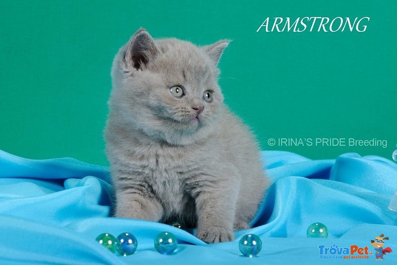 Gattini di Razza Scottish Fold - Foto n. 3