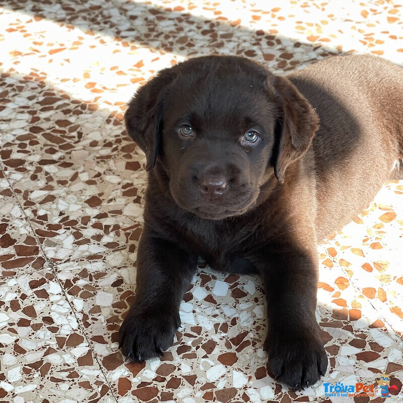Cuccioli di Labrador Cioccolati - Foto n. 2