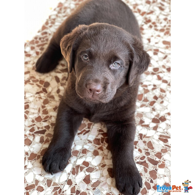 Cuccioli di Labrador Cioccolati - Foto n. 1