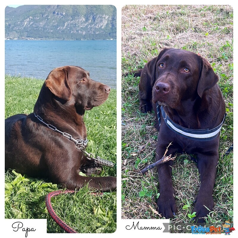 Cuccioli di Labrador Cioccolati - Foto n. 3