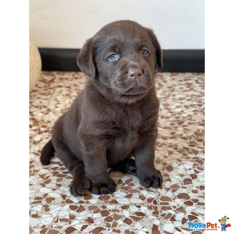 Cuccioli di Labrador Cioccolati - Foto n. 4