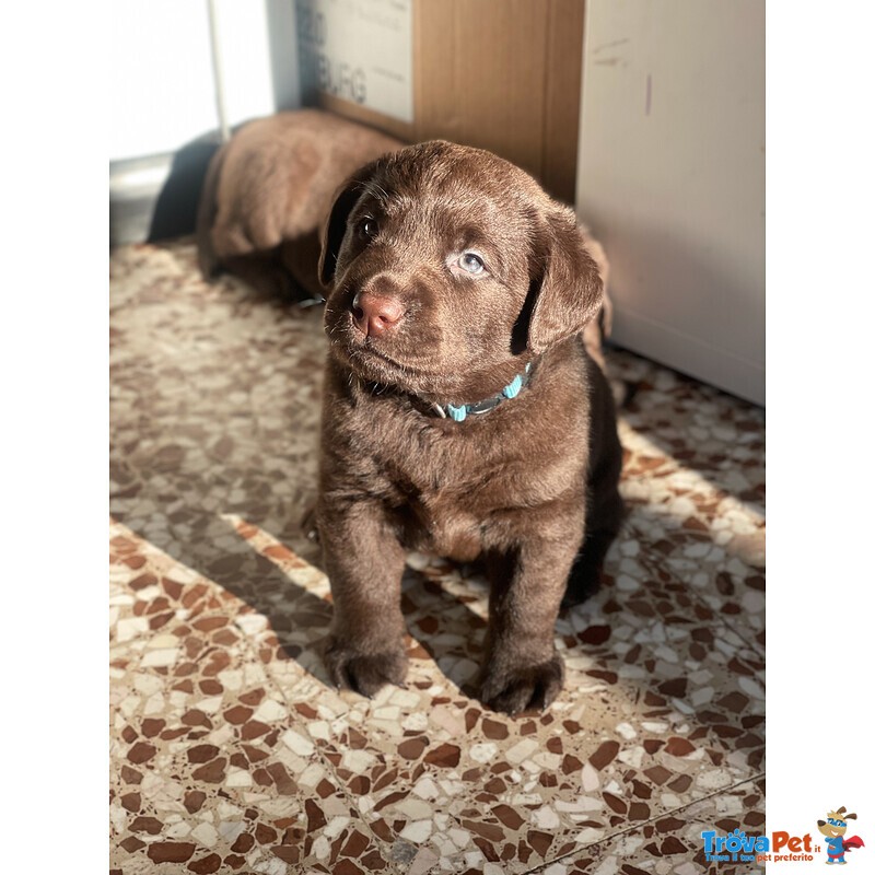 Cuccioli di Labrador Cioccolati - Foto n. 5