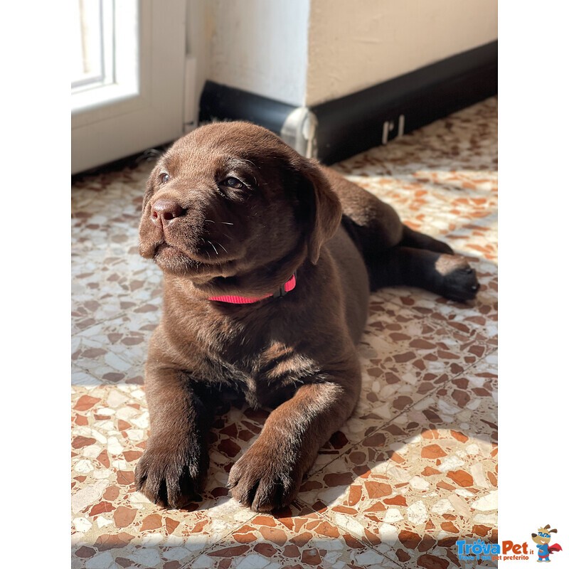 Cuccioli di Labrador Cioccolati - Foto n. 6