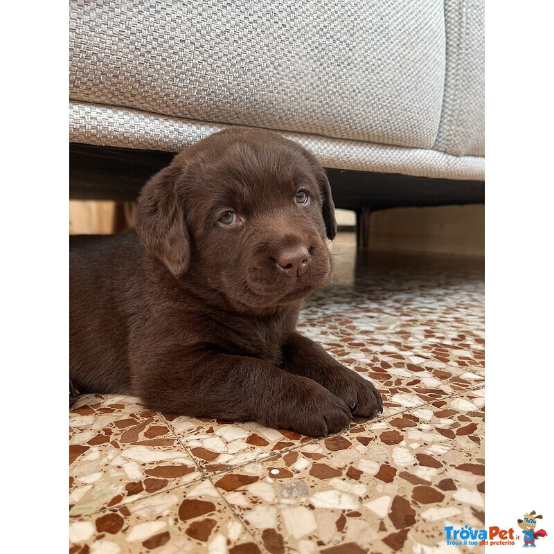 Cuccioli di Labrador Cioccolati - Foto n. 7