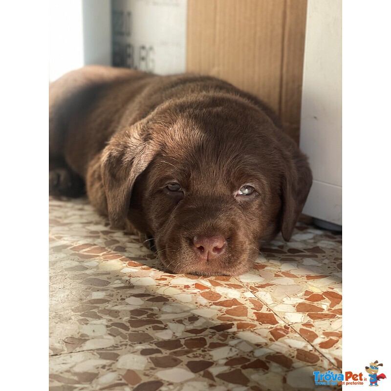 Cuccioli di Labrador Cioccolati - Foto n. 8