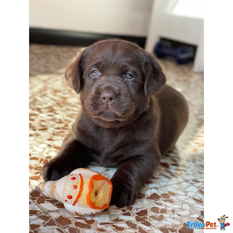 Cuccioli di Labrador Cioccolati - Foto n. 9
