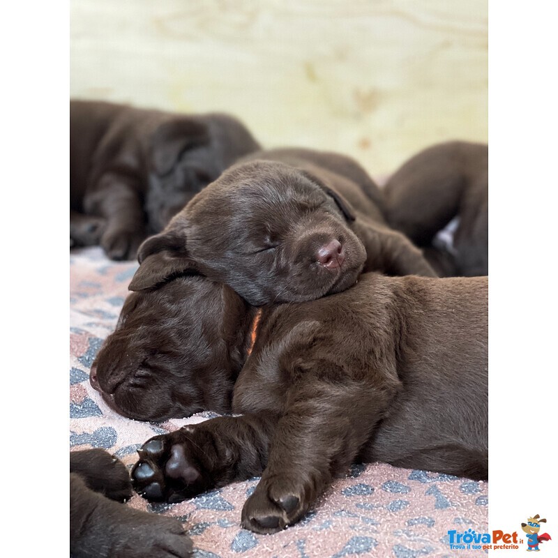 Cuccioli di Labrador Cioccolati - Foto n. 10