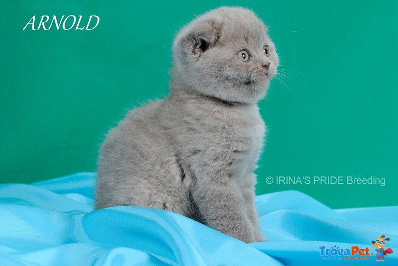 Gattini di Razza Scottish Fold - Foto n. 5