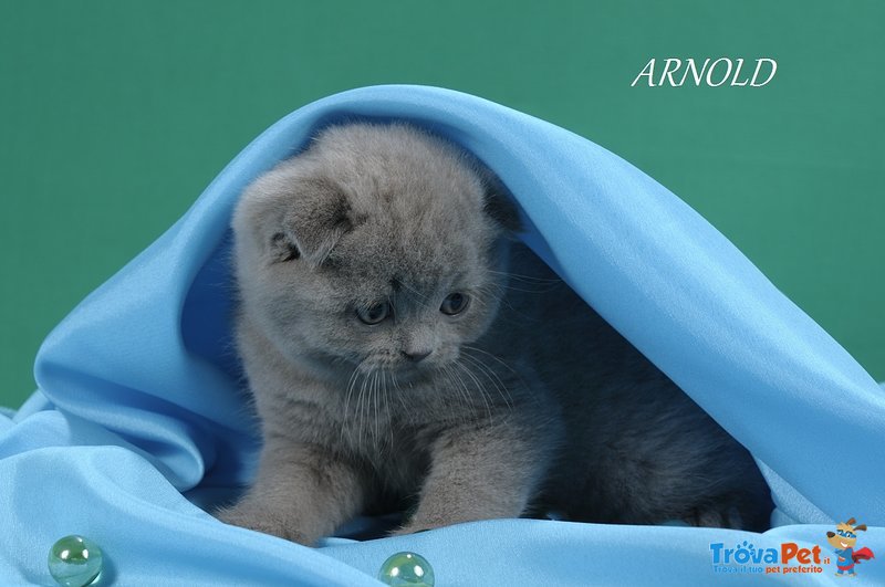 Gattini di Razza Scottish Fold - Foto n. 7