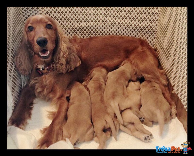 Bellissimi Cuccioli Maschi Cocker Spaniel - Foto n. 1