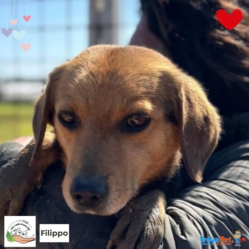 Filippo Dolce Cagnolino 6 anni Cerca Casa - Foto n. 1