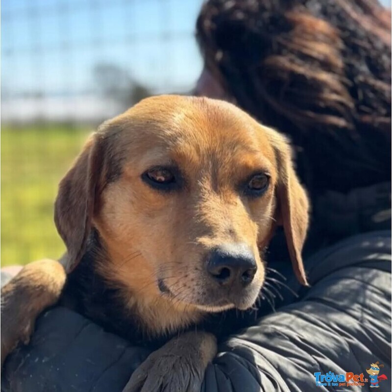 Filippo Dolce Cagnolino 6 anni Cerca Casa - Foto n. 2
