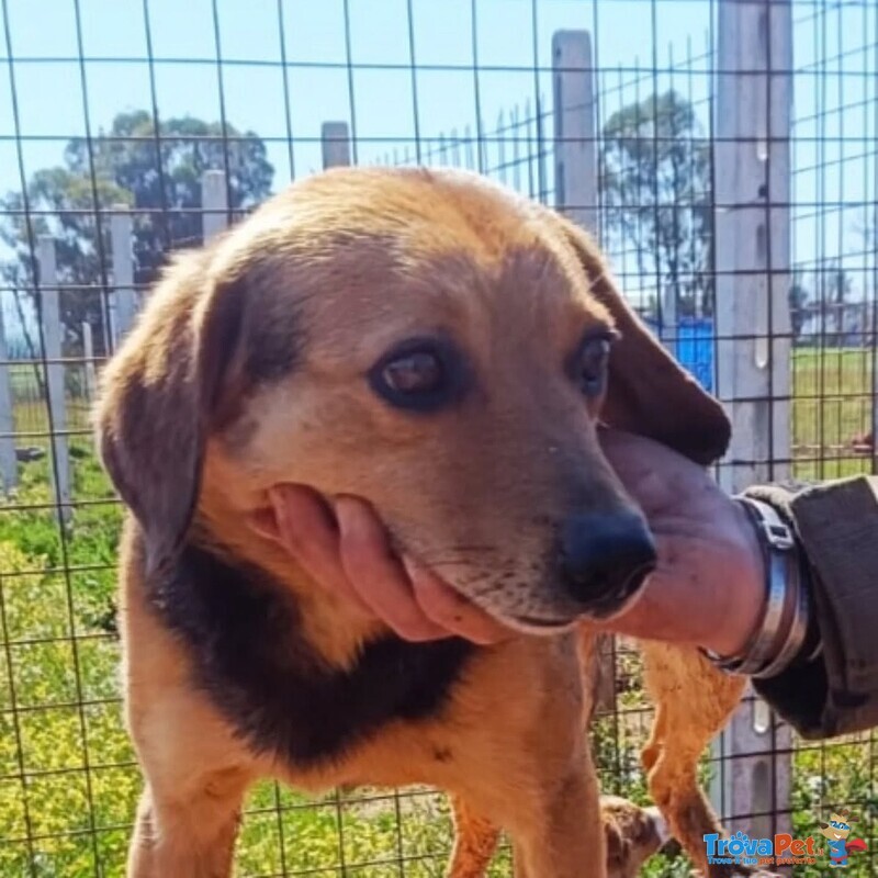 Filippo Dolce Cagnolino 6 anni Cerca Casa - Foto n. 3
